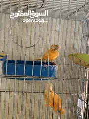  2 جوز كنار للبيع