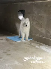  1 كلب ساموييد 5 شهور للبيع ماخد جميع المطاعيم