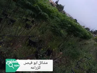  12 جميع انواع الاشجار الزينه والمثمره بأفضل الاسعار