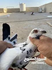  4 حمام للبيع