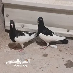  14 حمام للبيع جواج الجوز 10