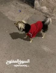  2 كلاب للبيع