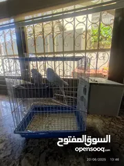  2 طيور حب للبيع