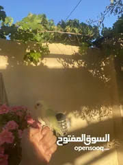  4 أنثى روز أليفه للبيع