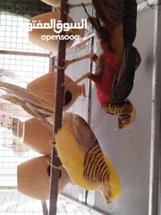  3 طائر الفزن الفرعوني أزواج