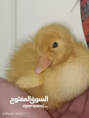  19 بطبوط بطه صوص مطعم    ا