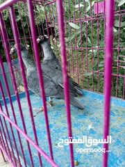  3 حمام للبيع في ناعور