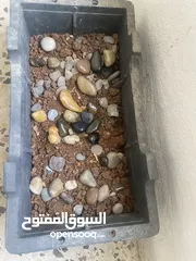  2 احجار زلط لميع ومميز