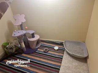  9 قطط سكوتش فولد