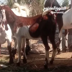  7 ماعز أفغاني للبيع