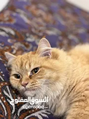  2 قط شيرازي انثى