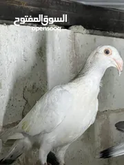  7 فراخ للبيع