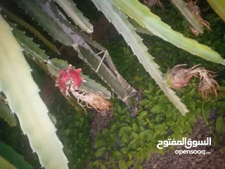  2 اشتال داجن فروت فاكهة التنين للبيع من الموقع