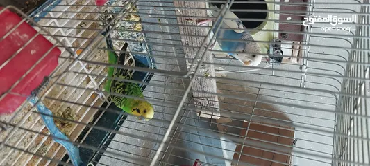  2 للبيع جوز حب بحاله ممتازه