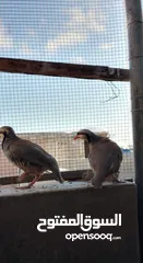  6 متوفر 3جواز حجل بلدي شغالات العمر حوالي سنتين تفقيس جاجه   جاجه قرقه تحتها 8فراخ حجل  12بيضه حجل