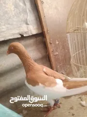  2 مكبيه طيره شغاله