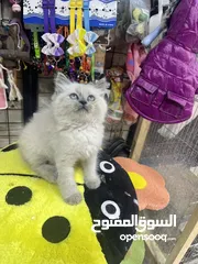  21 هملايا بلو بوينت مع فل باكيج بس ب40 عروض مجنونة