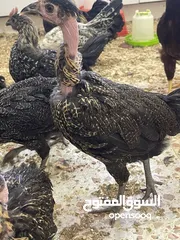  1 فراخ دجاج بلدي او ابو رقبه