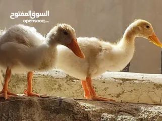  1 بط عدد2 للبيع