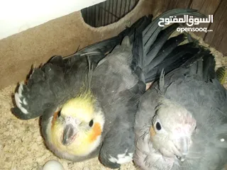  5 عصافير توكتيل جوز عصافير حب مخاليف