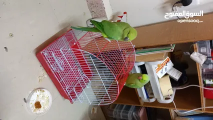  4 Green parrot