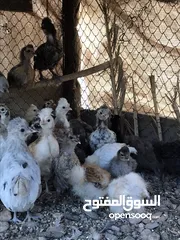  8 الدجاج السلطاني