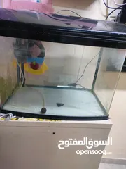  1 Aquarium fish