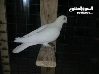  3 كوم كامل للبيع  دينارين ونص الحبه زق وكش الفحول كلها كش