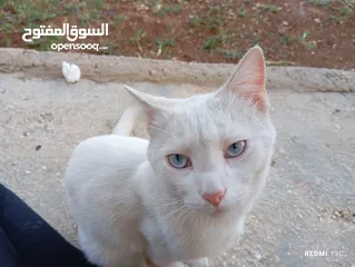  6 قط ابيض جميل جدا مع عينان زرقاوان و حالته الصحية جيدة و هادا و مرح وكن غير مدرب