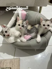  3 قطط لتتبني