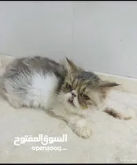  5 بكي فيس للتبني