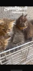  3 قطط صغار للبيع