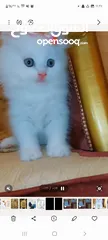  1 قطط صغيرة للبيع