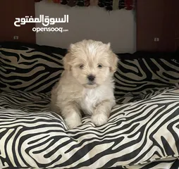  1 Maltese puppy 1.5 months old