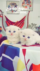  2 Scottish Fold 2 months / سكوتش فولد/ العمر شهرين