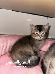  3 3 قطط فولد وستريت عمرهًم شهر ونص الصور نفس الواقع وببعتلكم ڤيدوهات الهم لتواصل واتس تب فقط