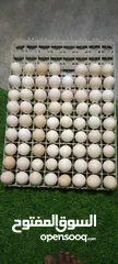  6 بيض مخصب مناسب للتفقيس. هجين عماني فرنسي