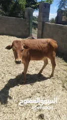  16 للبيع أبقار عمانية وجاعدة وكبش
