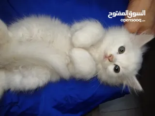 5 3قطط للبيع موجودين في عناتا ضوحي القدس  مافي توصيل