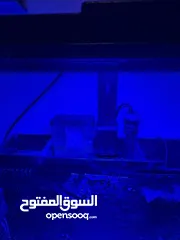  6 حوض سمك بحري نانو اجنبي 40x40 للبيع