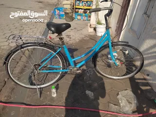  2 باسكل بطه مصبوغ