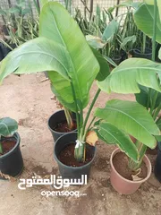  8 الأشجار المثمرة والزينة تجمع بين الجمال والفائدة، تنسيق وصيانة الحدائق الداخليه والخارجية