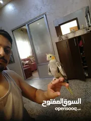 3 كوكتيل أليف