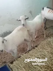  4 ذبائح صوماليه مطعومه حلال طيب شحم ولحم