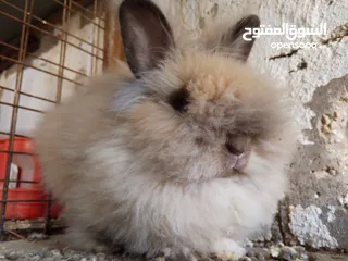  2 ذكر أرنب انجورا