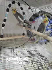  1 Healthy cockatiels "with cage" and food