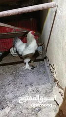  19 ديوك براهما بيور