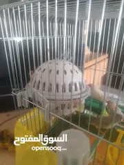  2 عصافير الجنه للبيع