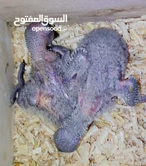  2 للزق اليدوي فراخ لوري رينبو قوس قزح العمر 17 يوم