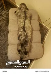  1 فروه silver fox